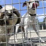 Société de protection des animaux